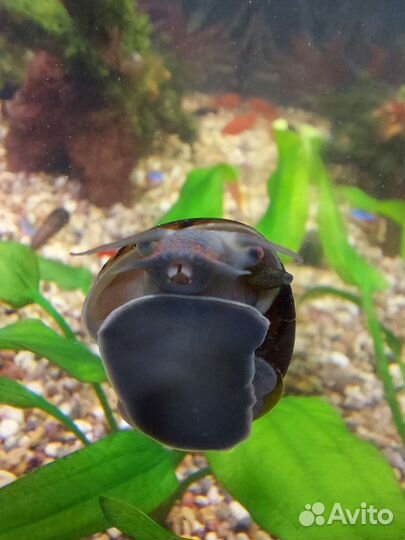 Чёрная ампулярия 