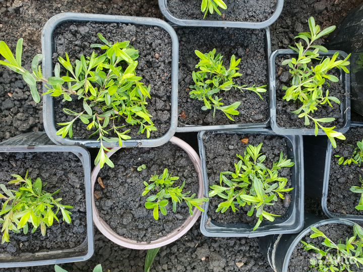 Гвоздика многолетняя почвопокровная