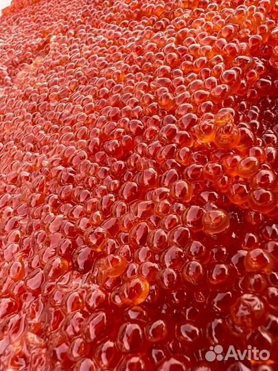 Красная икра 2023 года