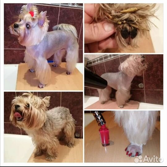 Стрижка кошек и котов