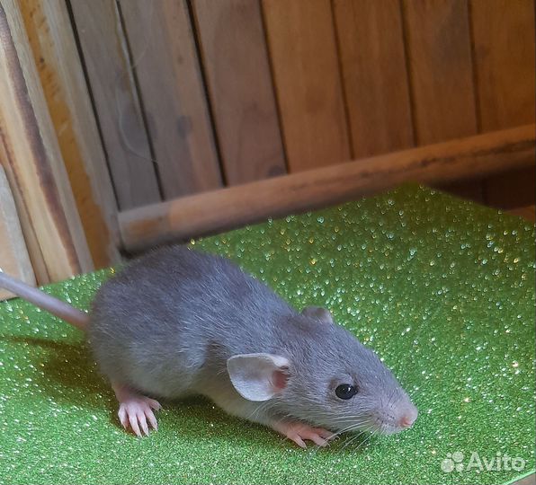 Крыса дамбо