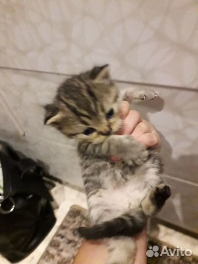 Кошка в дар