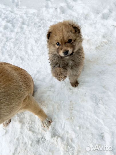 Маленький медвежонок