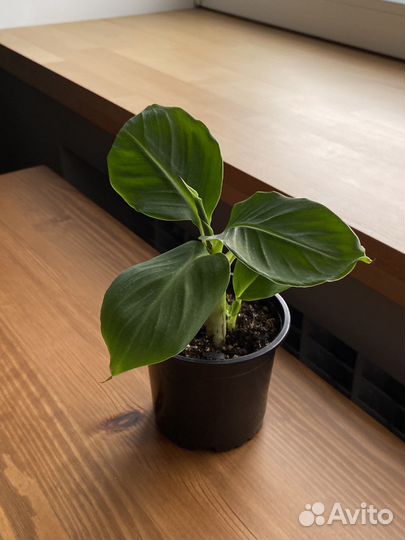 Комнатный банан киевский карлик