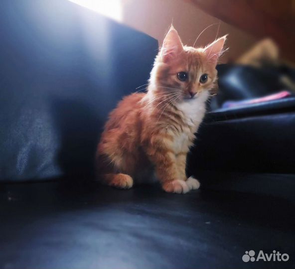 Маленькое рыжее чудо