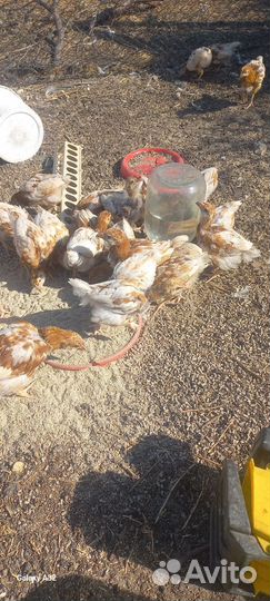 Цыплята Ломан Браун