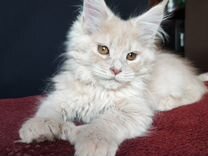 Мейн-кун кремовая кошка полидакт