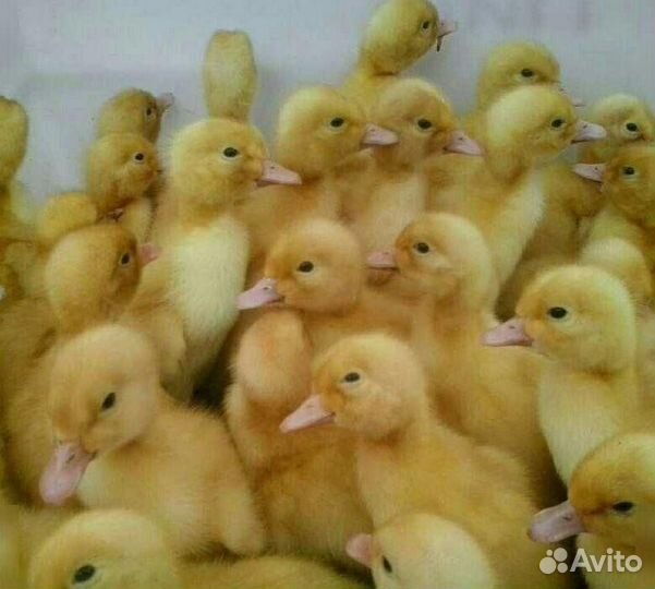 Живая птица. Семейная ферма Раковских