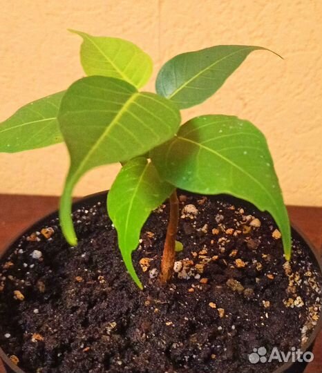 Фикус Священный эдем