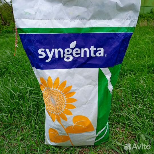 Семена подсолнечника