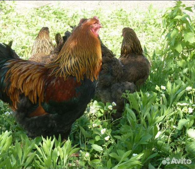 Инкубационное яйцо и цыплята Брама куропатчатая