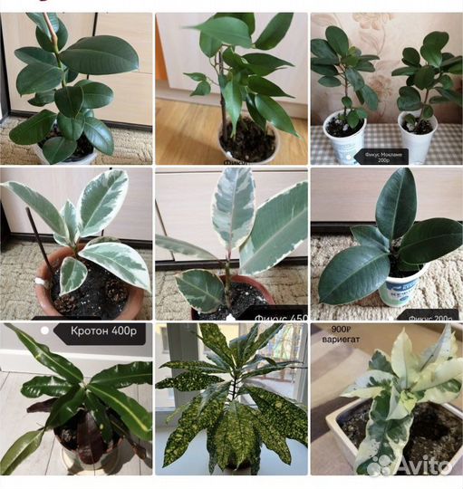 Комнатные цветы