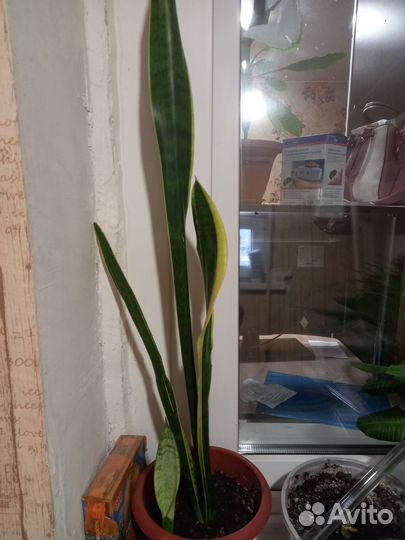 Комнатные цветы