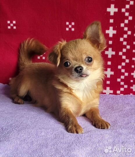 Чихуахуа чудесные мальчишки