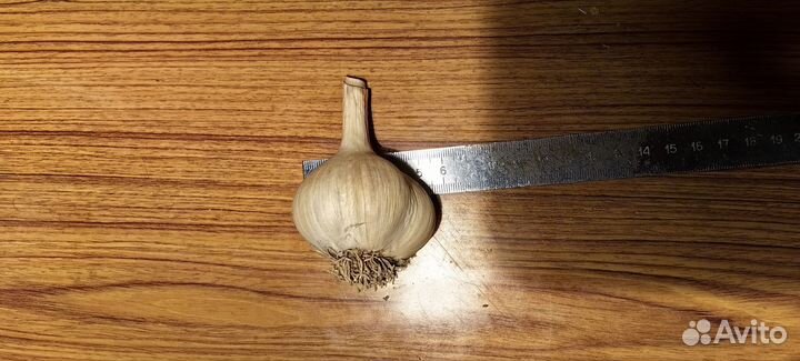 Чеснок озимый