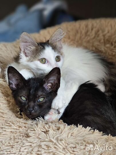 Красивые котятки в добрые руки