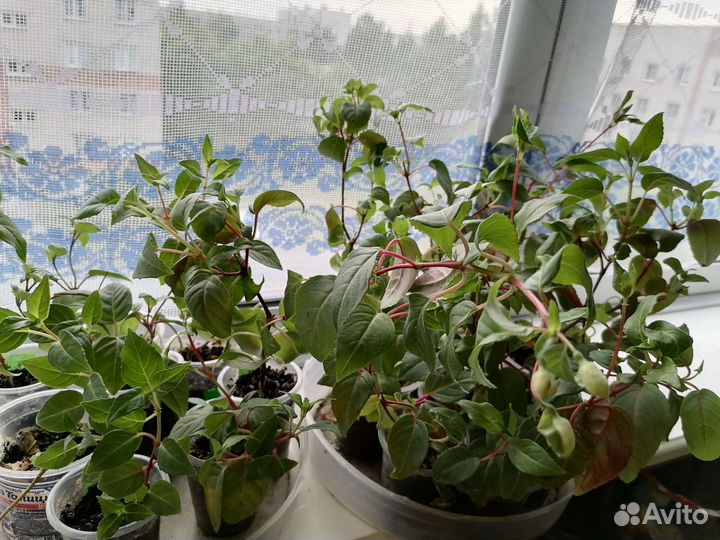 Фуксия сортовая