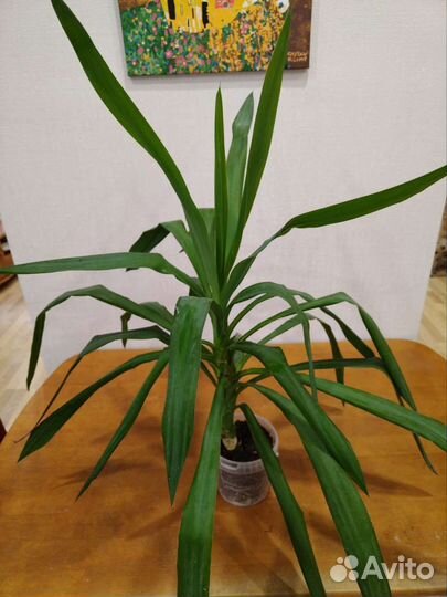 Пальма юкка