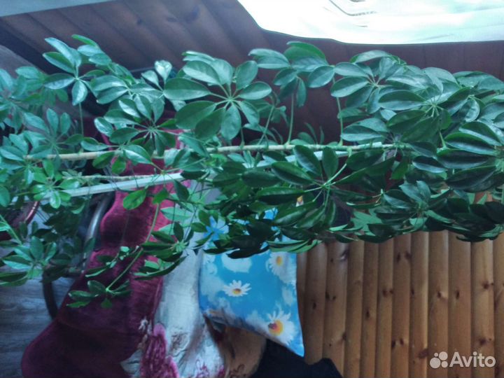 Замиокулькас