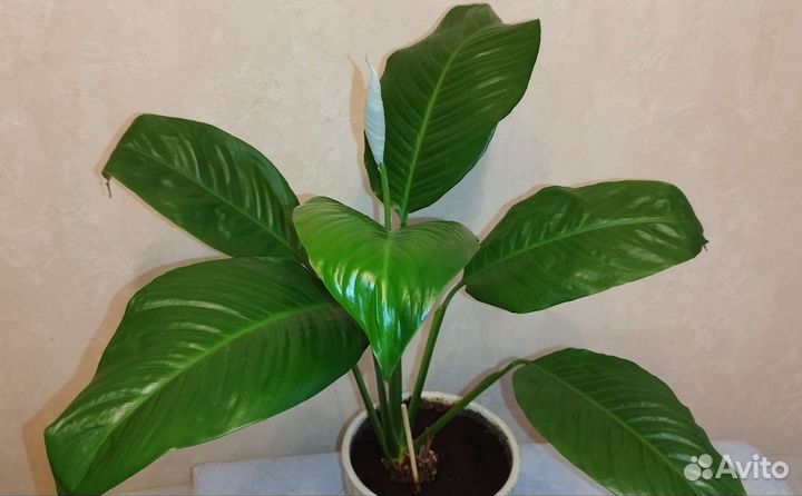 Спатифиллум Лемон Глоу (Lemon Glow)