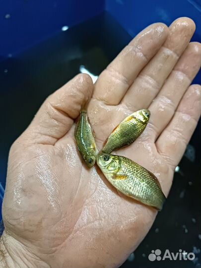 Продам живца, карась гибрид