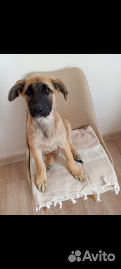 Отдам в добрые руки