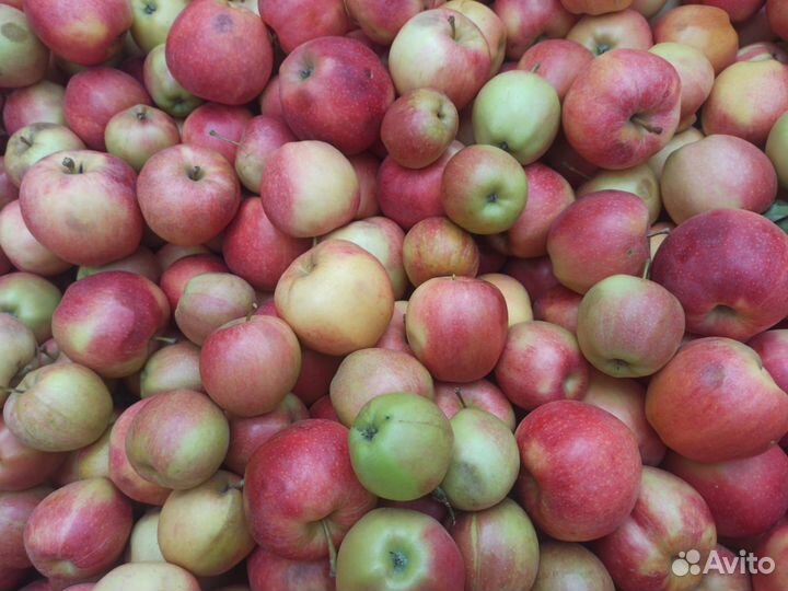 Яблоки Гала 2 сорт опт