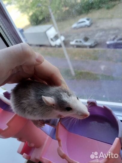 Крыса дамбо