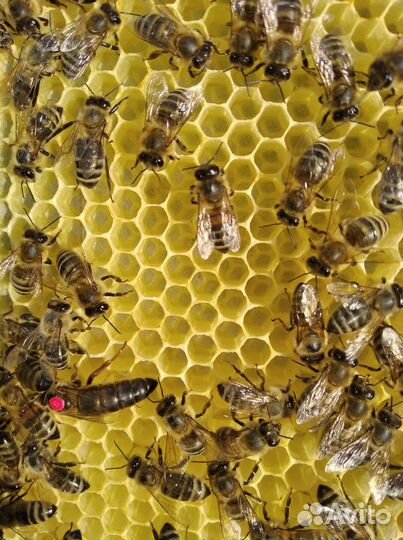 Пчелы (зимовалые пчелосемьи), пчелопакеты,отводки