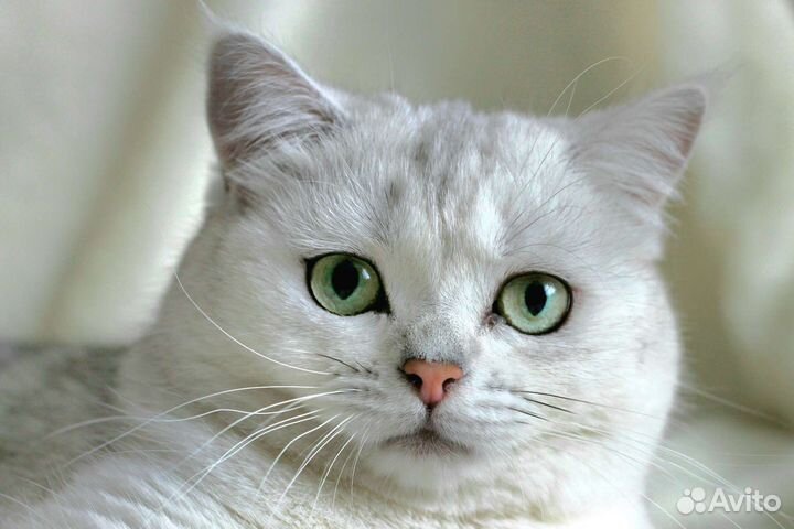 Британская шиншилла