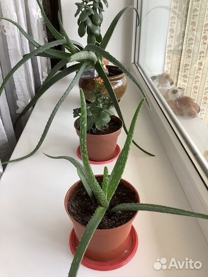 Алое, коланхое