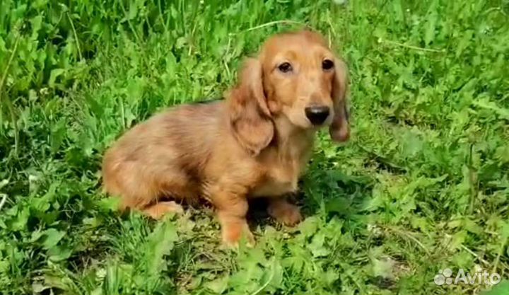 Миниатюрные карликовые длинношерсные таксы