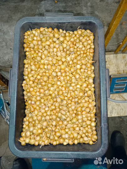 Лук севок Штутгартен 1 группа