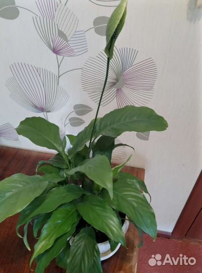 Спатифиллум