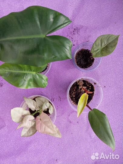 Наборы комнатных растений