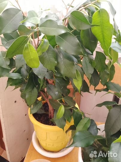 Фикус бенджамина