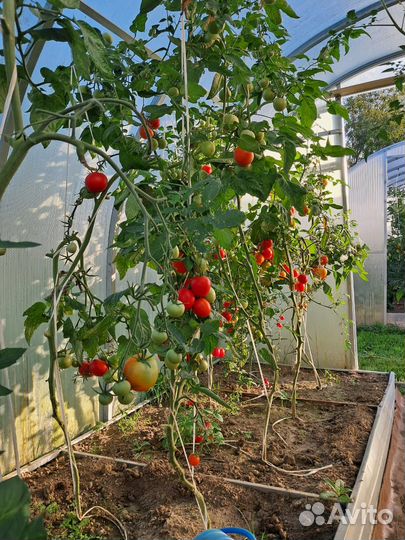 Продам помидоры