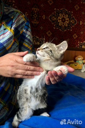 Красивому котенку с мраморной спинкой нужен дом