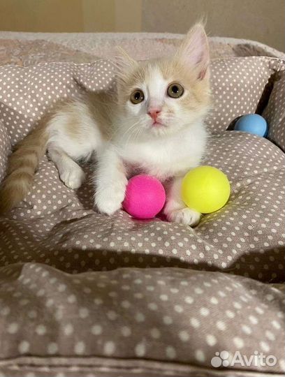 Маленькая котенка в Добрые руки