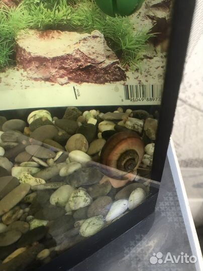 Улитки в аквариум