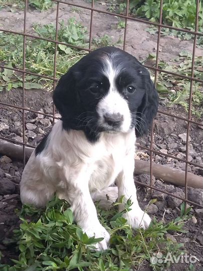 Собаки щенки спаниель