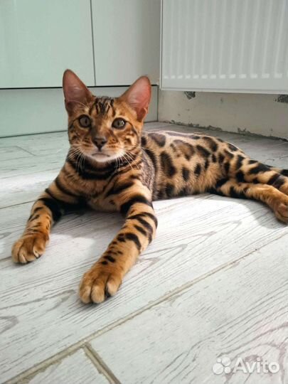 Кошки в добрые руки