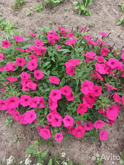 Петуния вегетативная