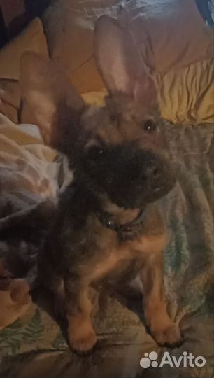 Собака в добрые руки отдам бесплатно
