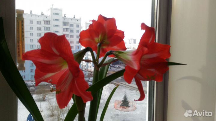 Комнатные цветы