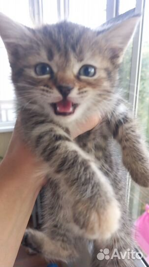 Шотландская