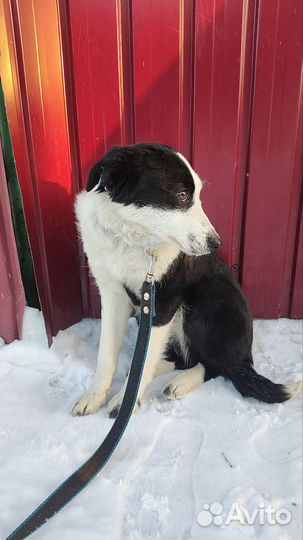 Щенок в добрые руки бесплатно