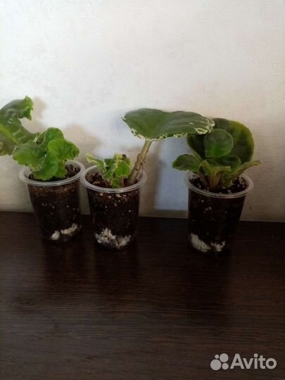 Укорененные листы фиалок с детками