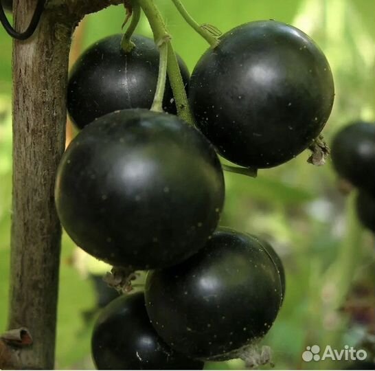 Саженцы смородины Селеченская
