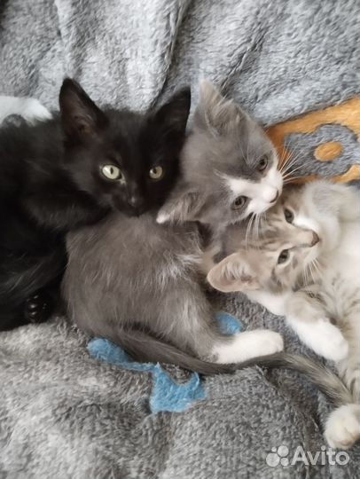 Котята в добрые руки